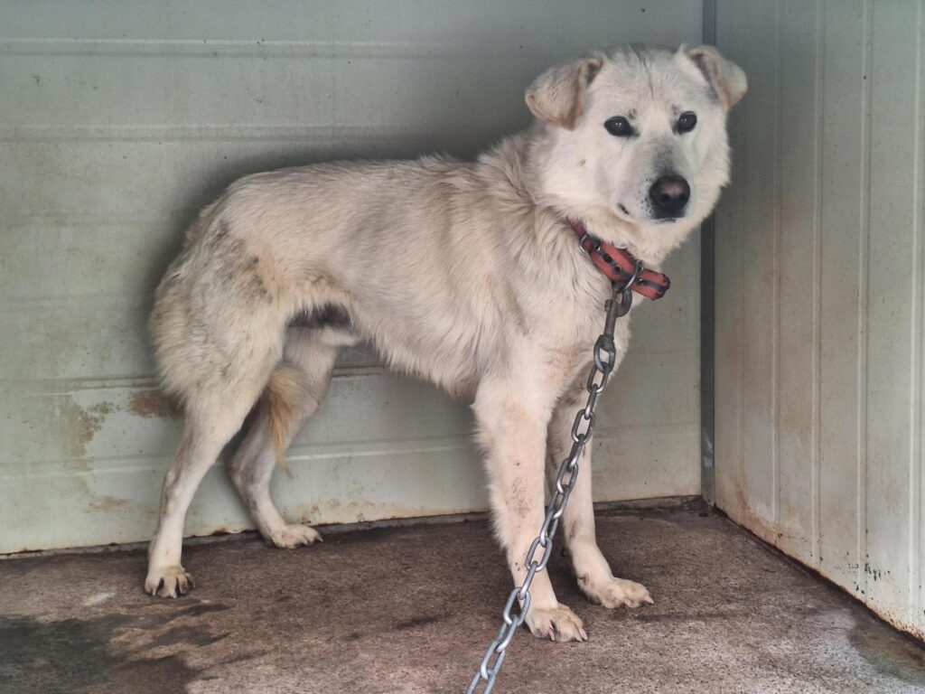 neugle pet 경남 양산 2026 00053