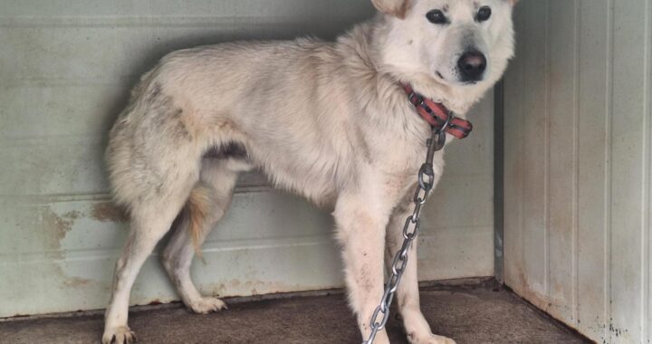 neugle pet 경남 양산 2026 00053