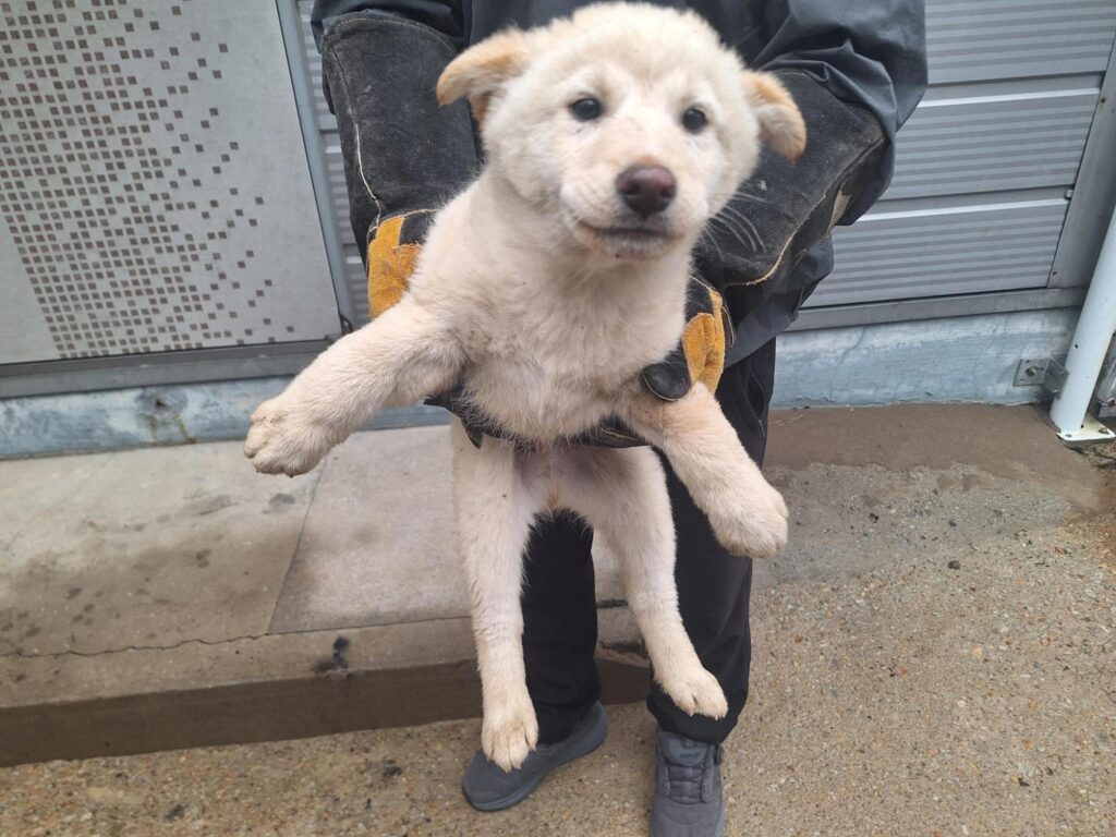 neugle pet 경남 양산 2026 00073