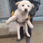 neugle pet 경남 양산 2026 00073