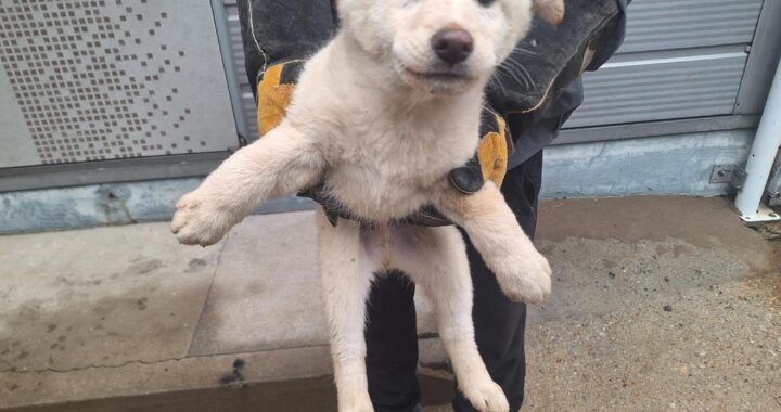 neugle pet 경남 양산 2026 00073