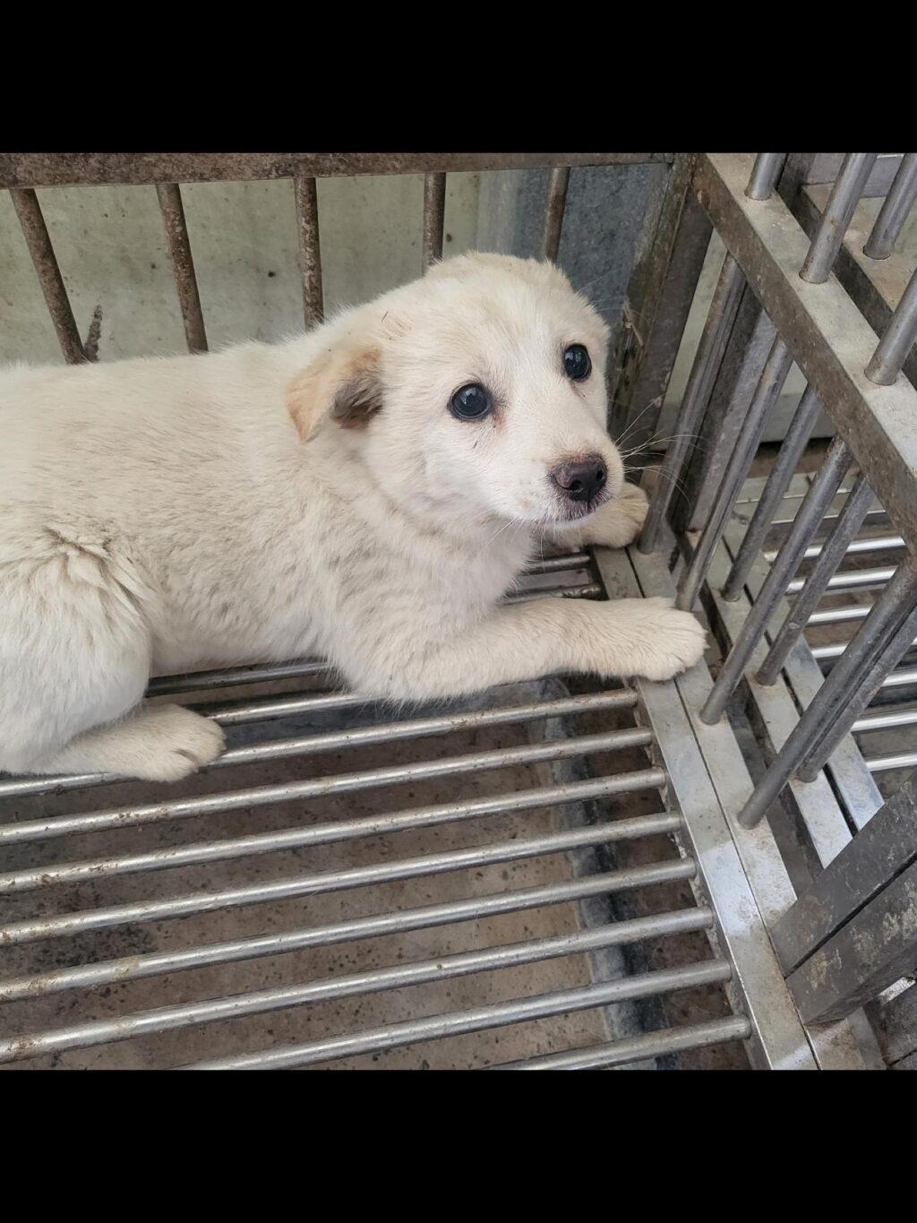 neugle pet 경남 의령 2026 00032