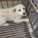 neugle pet 경남 의령 2026 00032