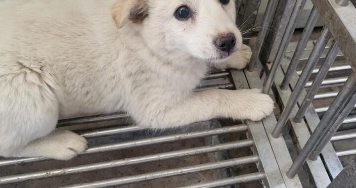 neugle pet 경남 의령 2026 00032