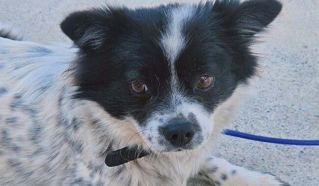 neugle pet 경남 진주 2026 00053