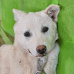 Sora: A Timid Soul from Jinju, South Korea, Awaits Her Forever Home Through International Adoption 7 neugle pet 경남 진주 2026 00063