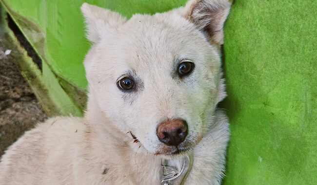 neugle pet 경남 진주 2026 00063