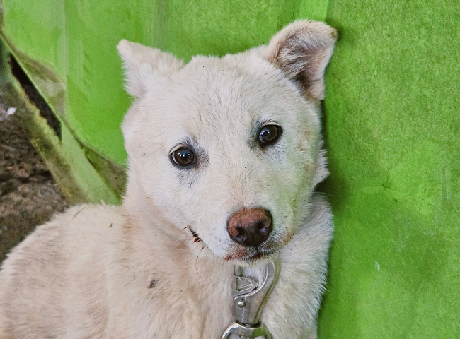 neugle pet 경남 진주 2026 00063