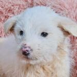 neugle pet 경남 진주 2026 00064