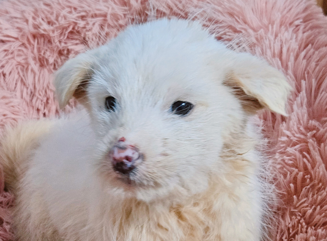 neugle pet 경남 진주 2026 00064