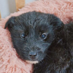 Bori: The Fearful, Fabulous 믹스견 Puppy from Jinju, South Korea Seeking International Adoption 5 neugle pet 경남 진주 2026 00065