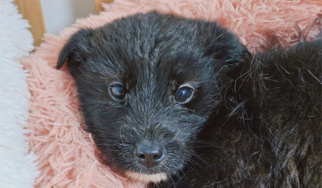 neugle pet 경남 진주 2026 00065