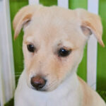 neugle pet 경남 진주 2026 00066