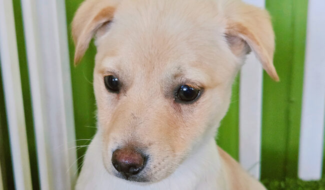 neugle pet 경남 진주 2026 00066