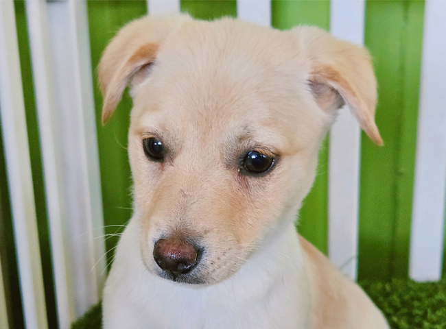 neugle pet 경남 진주 2026 00066