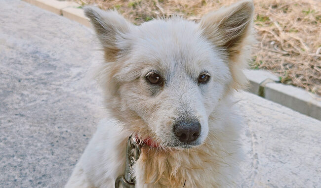 neugle pet 경남 진주 2026 00069