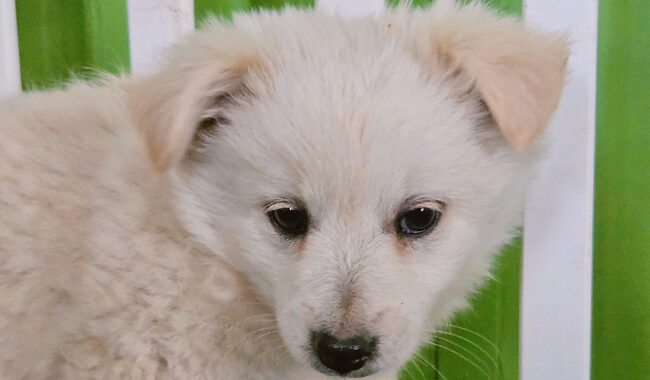 neugle pet 경남 진주 2026 00071