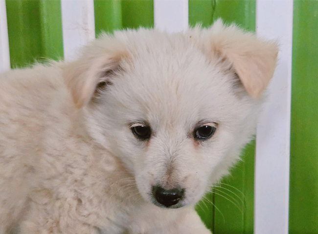 neugle pet 경남 진주 2026 00071