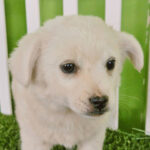 neugle pet 경남 진주 2026 00072