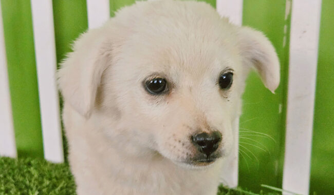 neugle pet 경남 진주 2026 00072