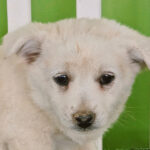 neugle pet 경남 진주 2026 00073