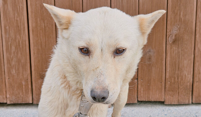 neugle pet 경남 진주 2026 00074