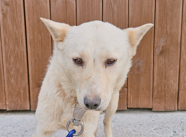 neugle pet 경남 진주 2026 00074