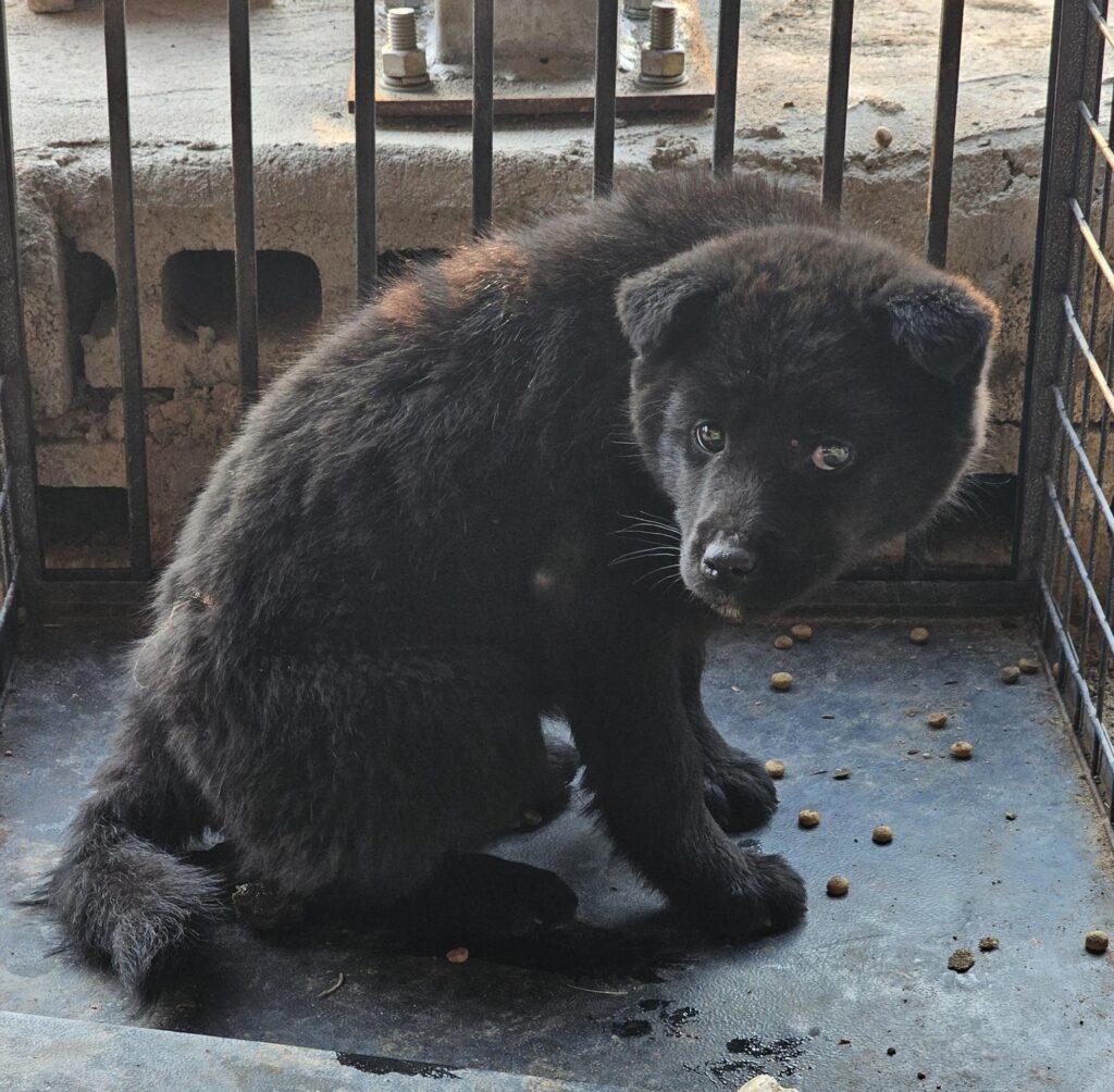 neugle pet 경남 창녕 2026 00088 1