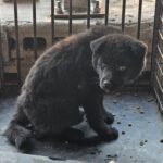 neugle pet 경남 창녕 2026 00088 1