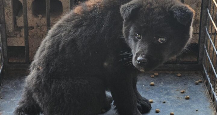 neugle pet 경남 창녕 2026 00088 1