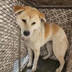 neugle pet 경남 창녕 2026 00089