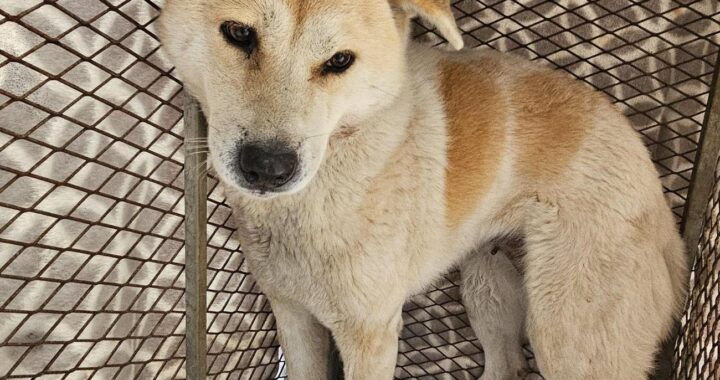 neugle pet 경남 창녕 2026 00089