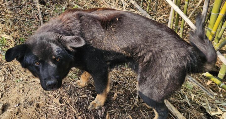 neugle pet 경남 창녕 2026 00090