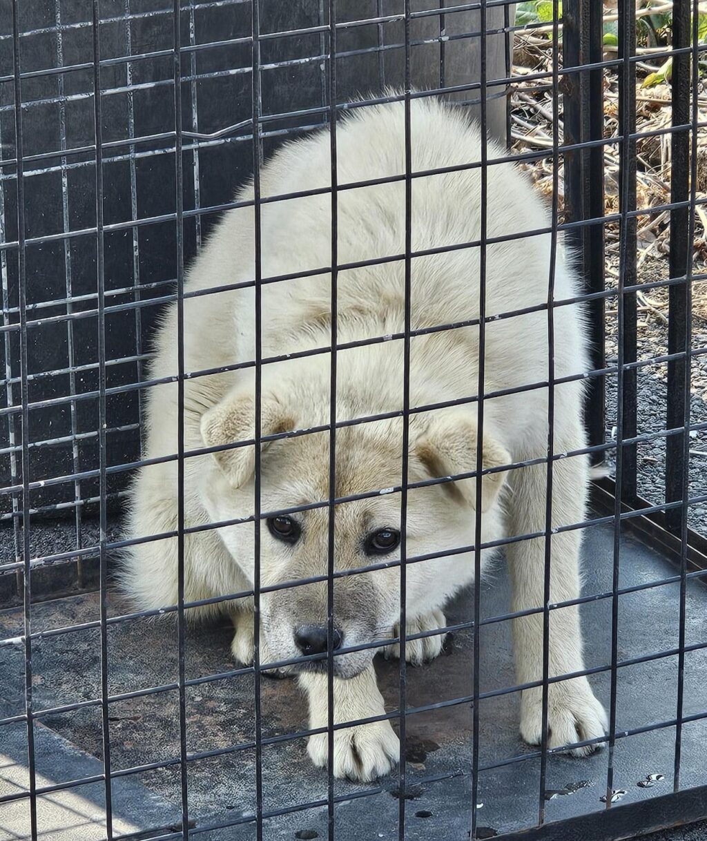 neugle pet 경남 창녕 2026 00091