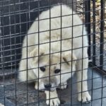 neugle pet 경남 창녕 2026 00091