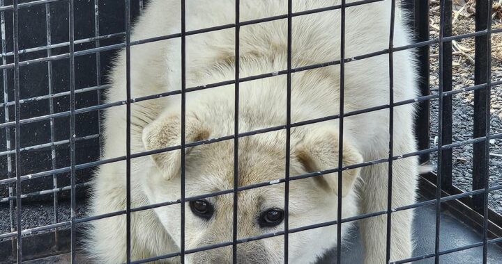 neugle pet 경남 창녕 2026 00091