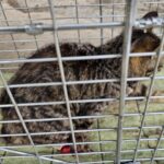 neugle pet 경남 창녕 2026 00092