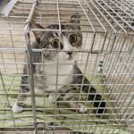 neugle pet 경남 창녕 2026 00096