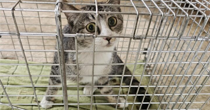 neugle pet 경남 창녕 2026 00096