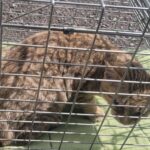 neugle pet 경남 창녕 2026 00097