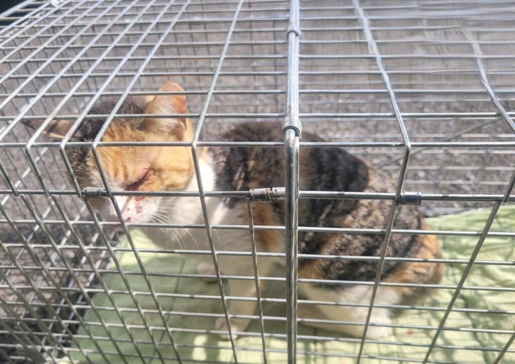 neugle pet 경남 창녕 2026 00098