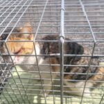 A Glimmer of Hope: The Resilient Calico Seeking International Adoption from South Korea 3 neugle pet 경남 창녕 2026 00098