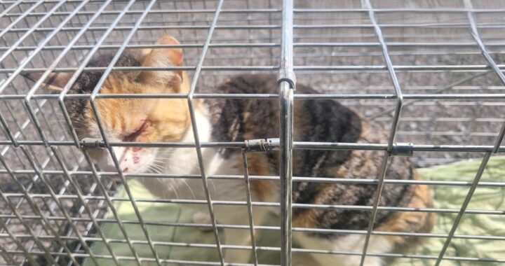 neugle pet 경남 창녕 2026 00098