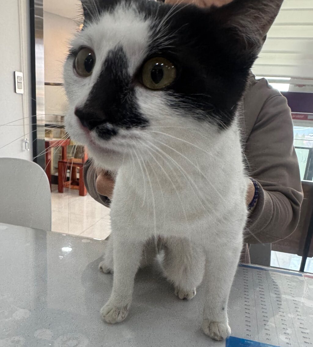 neugle pet 경남 창녕 2026 00100