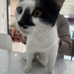 neugle pet 경남 창녕 2026 00100