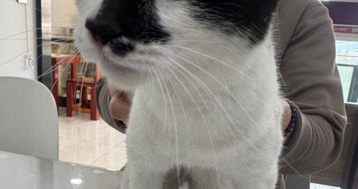 neugle pet 경남 창녕 2026 00100