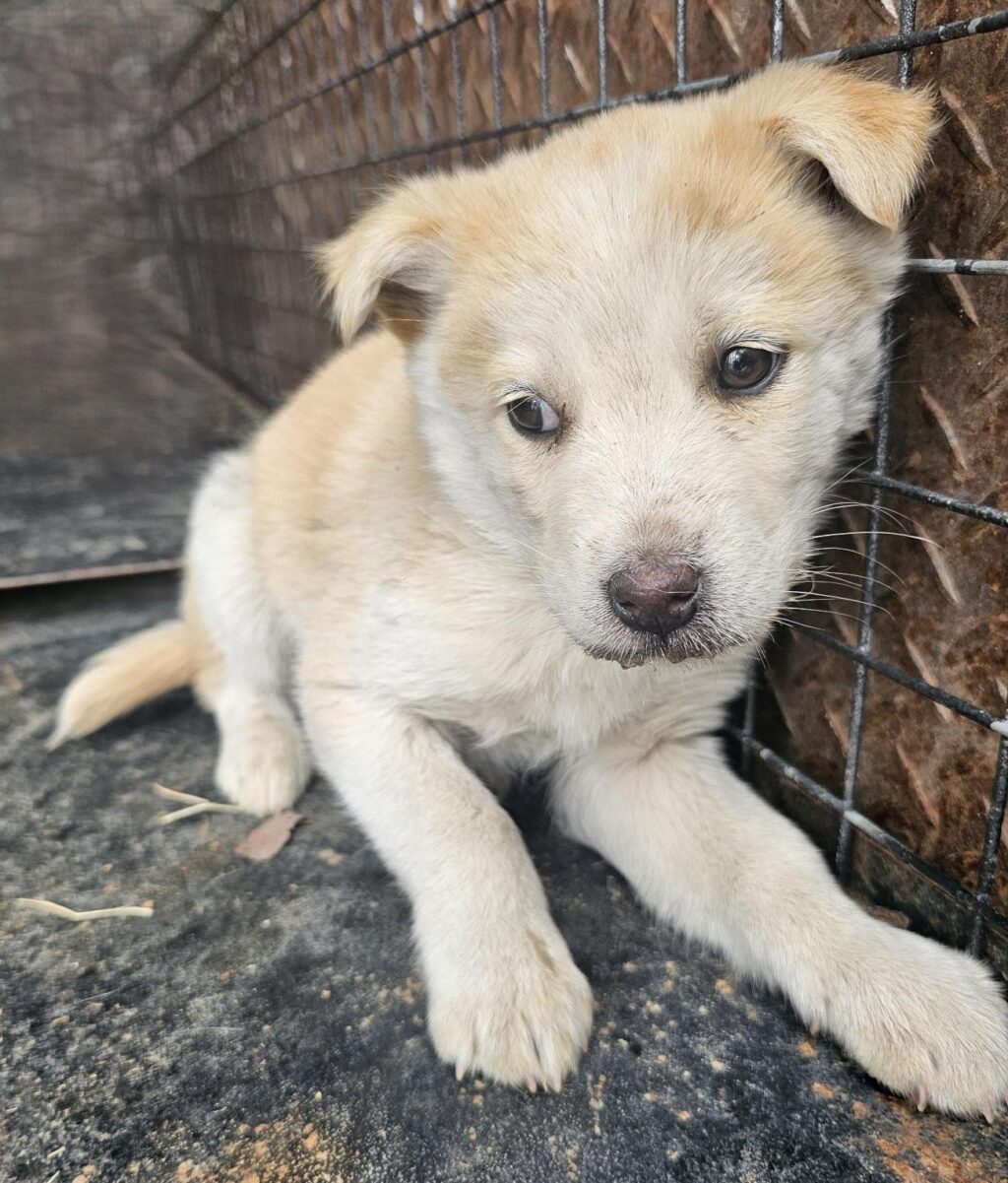 neugle pet 경남 창녕 2026 00101