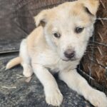 Bori's Silent Plea: A Young '믹스견' Puppy Seeks International Adoption from South Korea's Changnyeong-gun 7 neugle pet 경남 창녕 2026 00101