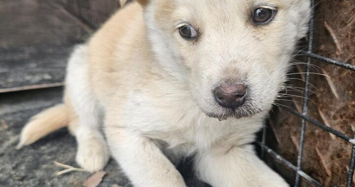 neugle pet 경남 창녕 2026 00101