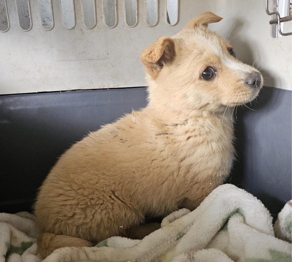 neugle pet 경남 창녕 2026 00102